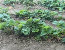 Всего одна чайная ложка под куст: клубника завалит кучей ягод раньше срока
