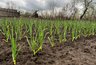 Миниатюра новости: Перья лука и чеснока теперь спасаю от луковой моли за 1 раз — зеленеют через 2 дня + сразу запускают рост головок