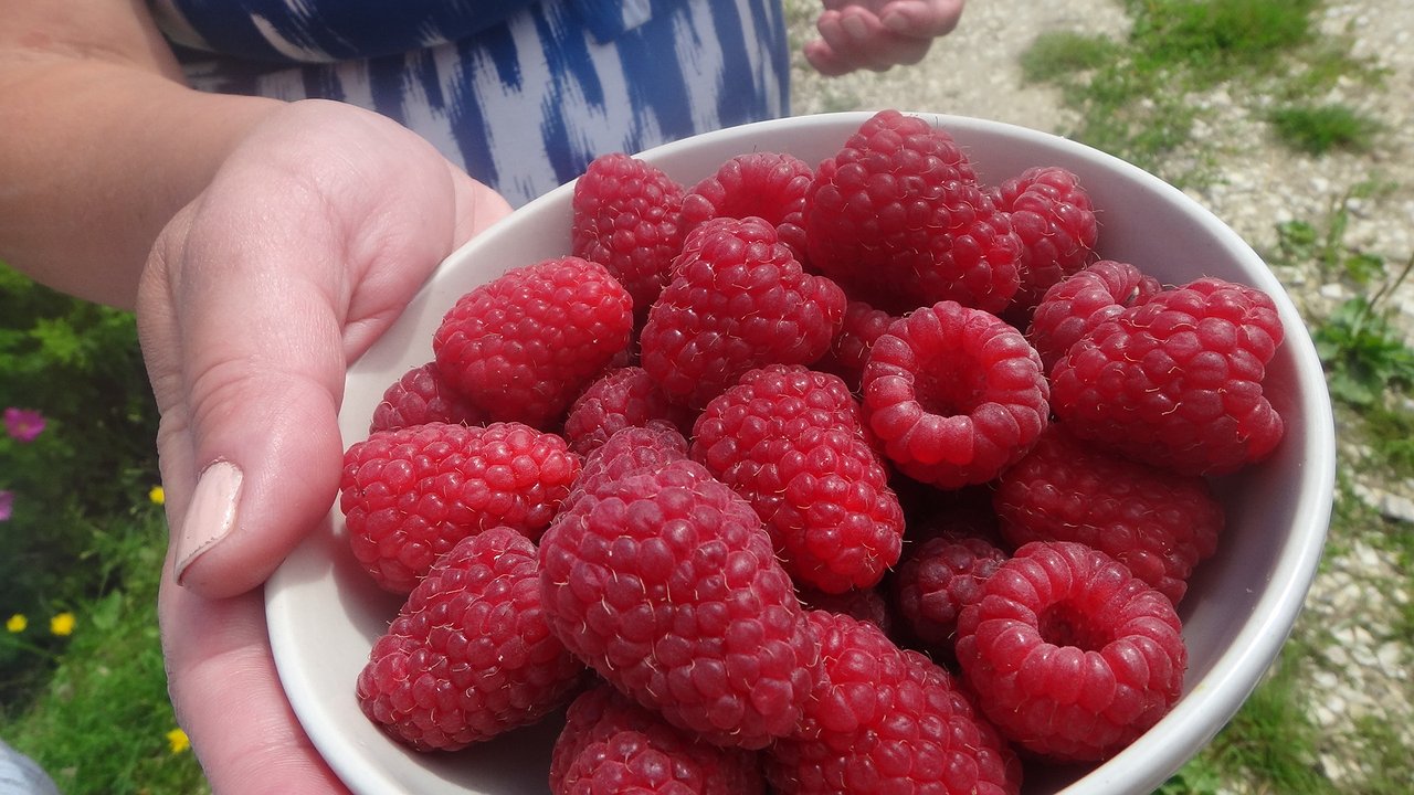 Главная картинка новости: По 3 ведра малины с куста: как вырастить ягоды размером с палец и невероятно сладкими