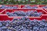Миниатюра новости: Опасный груз: в новороссийском порту задержали 18 тонн заражённого винограда из Египта