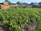 Соседи обзавидуются: чем подкормить картофель до окучивания для огромного урожая - 3 ложки на "квадрат"