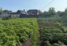 Миниатюра новости: Сорняки тотчас же завянут: развожу 1 стакан на ведро и поливаю вечером - утром огород будет чист