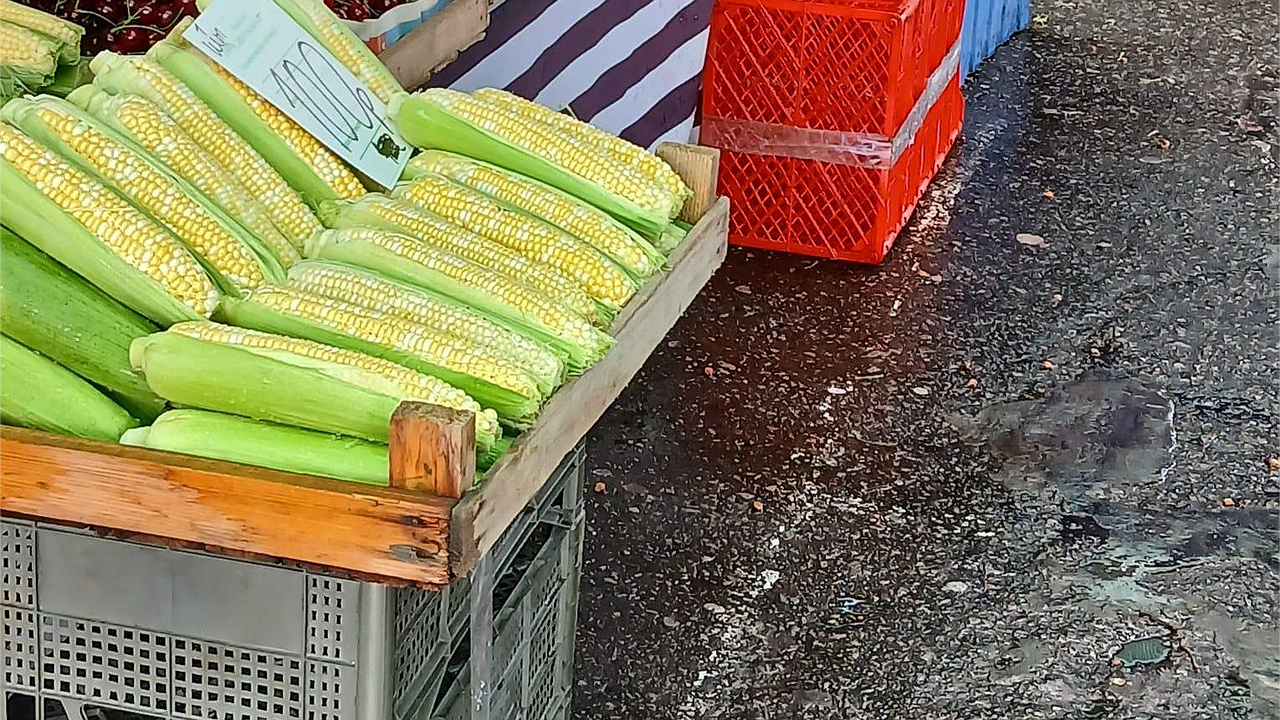 Главная картинка новости: Первая кукуруза появилась в Новороссийске – цены пока высокие