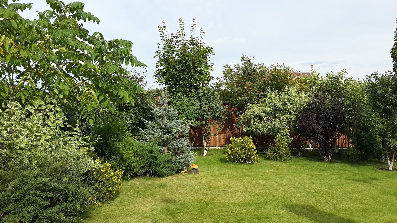 Главная картинка новости: Эти деревья — настоящие энергетические вампиры: никогда не высаживайте их возле дома, если дорожите благополучием