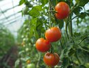 Проверено на своих помидорах: 5 простых подкормок, от которых кусты ломятся от урожая до самых заморозков