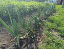 Не молоко и не сода: вот чем надо полить лук в начале июня – с грядки собираем по 20 кг крупных головок