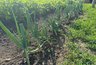 Миниатюра новости: Не молоко и не сода: вот чем надо полить лук в начале июня – с грядки собираем по 20 кг крупных головок