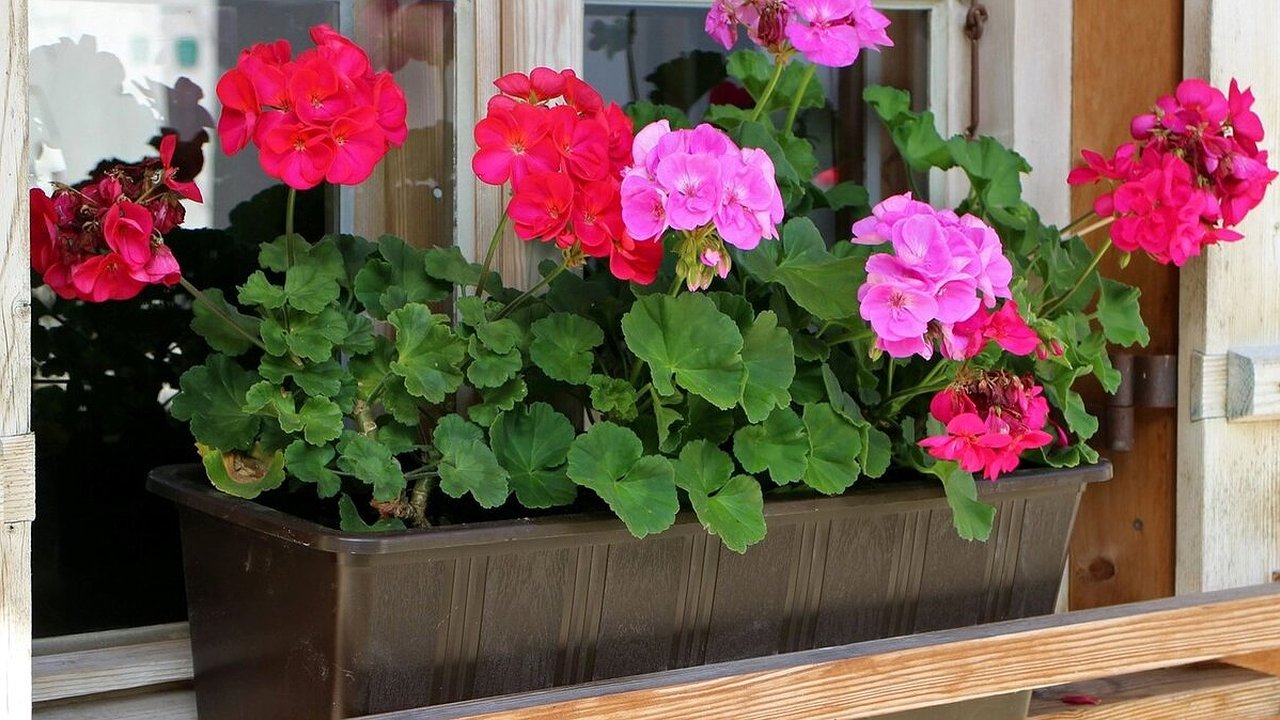 Главная картинка новости: Секрет для замиокулькаса и герани: всего 5 грамм на воду — и даже увядающие растения оживут