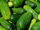 Огурцы «затопят» урожаем: разбрасываю 1 ложку под корень — плодоносят до октября