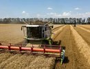 Всего 45% хороших посевов: тревожные прогнозы урожая в Краснодарском крае