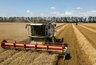 Миниатюра новости: Всего 45% хороших посевов: тревожные прогнозы урожая в Краснодарском крае