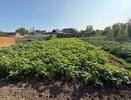 Раскидала 1 пачку копеечной крупы по грядкам и почва как чернозем - дорогой навоз больше не потребуется