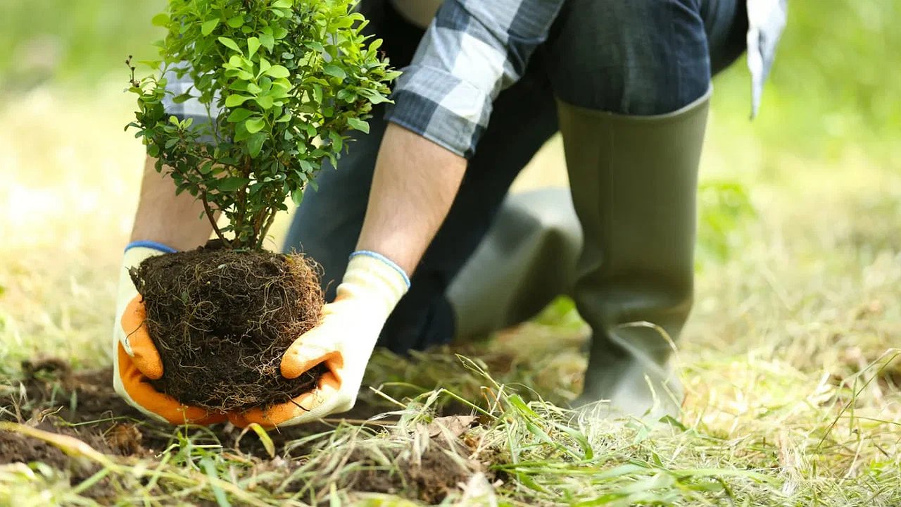 Главная картинка новости: Новороссийск присоединился к акции "Сад памяти": высажено более 1000 деревьев