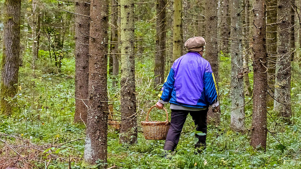 Главная картинка новости: Грибников будут задерживать и штрафовать прямо в лесах: это строгое правило вводится с 1 июля