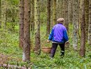 Грибников будут задерживать и штрафовать прямо в лесах: это строгое правило вводится с 1 июля