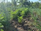 В июне морковь только этого и хочет: 1 стакан на 10 л – и красивый, крупный, ровный урожай обеспечен: давно забыли об "уродцах"