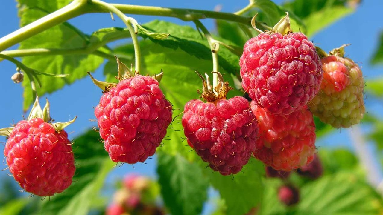 Главная картинка новости: После 30 июня малина требует особого ухода: простая подкормка превратит кусты в ягодный конвейер