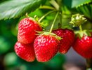 Омолаживаю клубнику за 15 минут: проверенный способ для крупных и сладких ягод