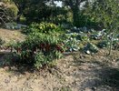 Лью под корень и собираю сладкий и крупный перец ведрами до поздней осени: 5 рабочих подкормок