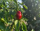 Лью под корень и собираю сочный и крупный перец ведрами до поздней осени: 5 действенных подкормок