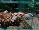 Курятники под строгим запретом: принято строжайшее решение для всех россиян, у которых есть куры на даче или участке