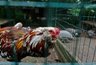 Миниатюра новости: Курятники под строгим запретом: принято строжайшее решение для всех россиян, у которых есть куры на даче или участке