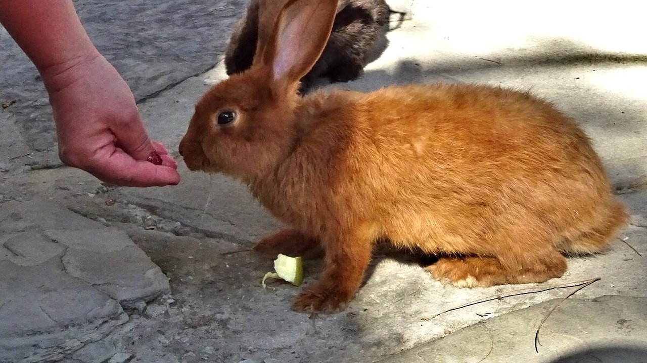Главная картинка новости: В Геленджике оштрафовали владелицу контактного зоопарка из Новороссийска