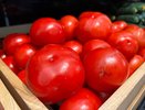 2 жмени на ведро, и томаты защищены от фитофторы: спасаем урожай дешевым и действенным способом