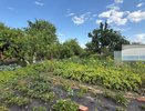 Спасает от муравьев за пару минут: просто добавляю йод в воду - записывайте рецепт
