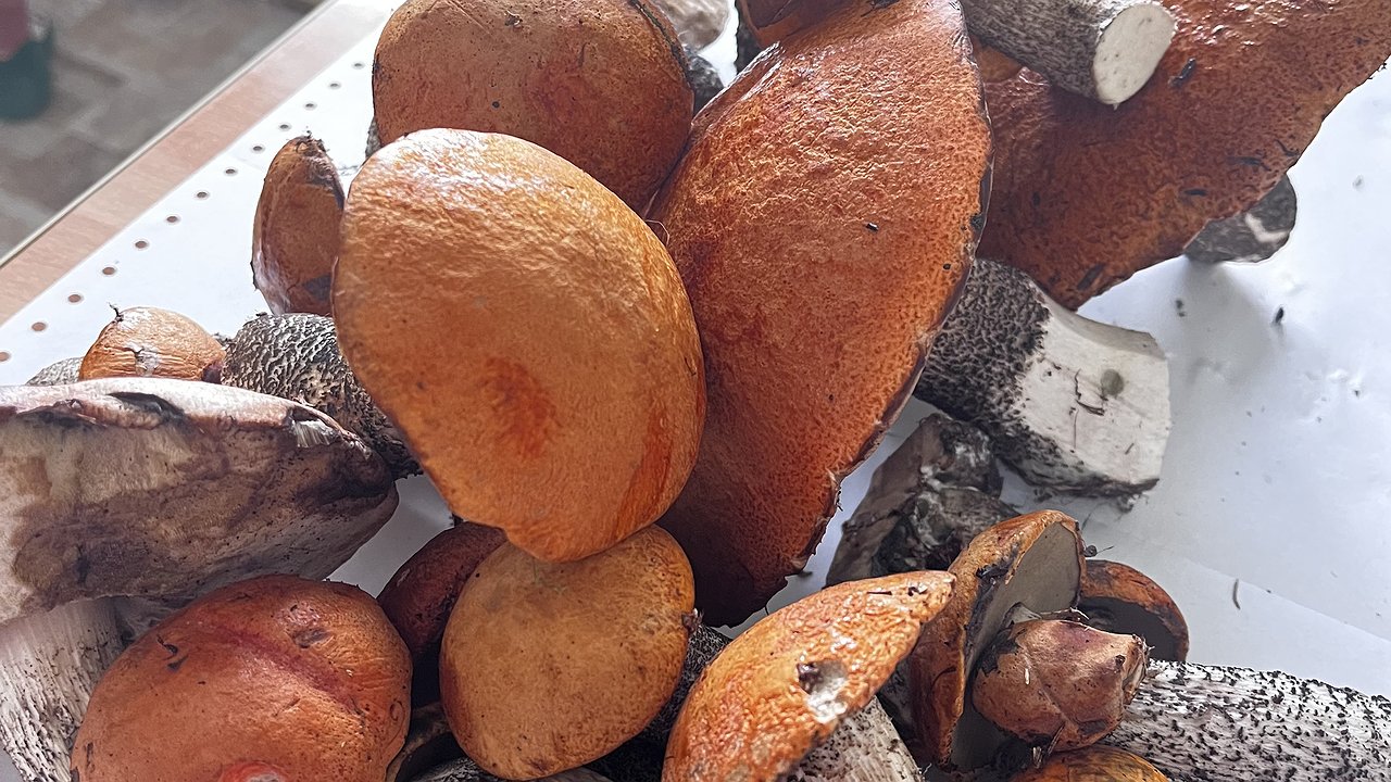 Главная картинка новости: Грибников будут задерживать и штрафовать прямо в лесах: это серьезное правило вводится с 30 июня