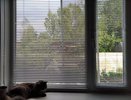 "Грязные жалюзи? Забудьте!": чистка за 3 минуты без разборки — секрет профессиональных клинеров