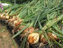 Лук размером с кулак: мой секрет июньской подкормки, от которой соседи глаза таращат