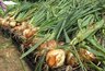 Миниатюра новости: Лук размером с кулак: мой секрет июньской подкормки, от которой соседи глаза таращат