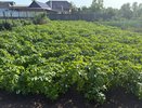 Колорадские жуки в панике сбегут из огорода: хозяйственное мыло спасет урожай картофеля и сохранит бюджет