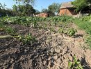 Раскидала 1 пачку копеечной крупы по грядкам и почва как чернозем - дорогой навоз теперь не покупайте