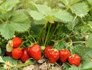 Всего 1 чайная ложка под куст: клубника гарантировано завалит ягодами раньше срока