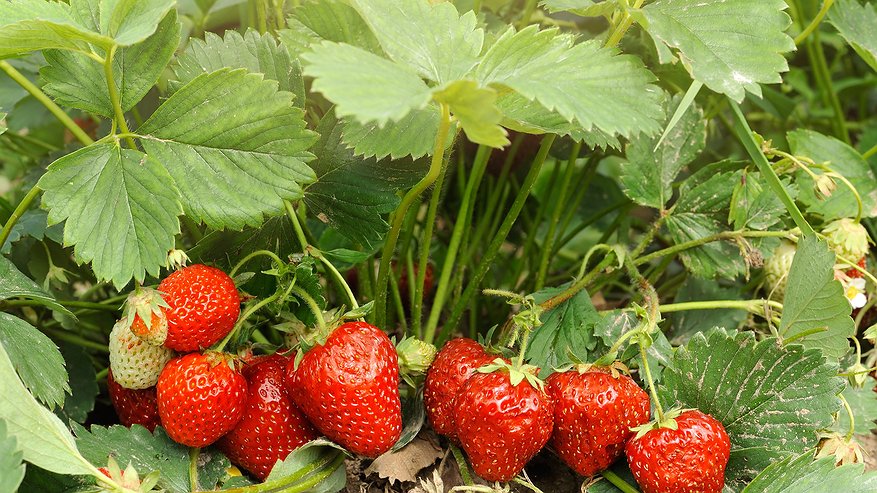 Главная картинка новости: Всего 1 чайная ложка под куст: клубника гарантировано завалит ягодами раньше срока