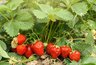 Миниатюра новости: Всего 1 чайная ложка под куст: клубника гарантировано завалит ягодами раньше срока
