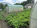 Как только зацвел картофель — не раздумывая сыплю под корень: 20 кустов выдают богатый урожай на всю зиму