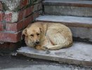 В Новороссийске за год отловили 630 бродячих собак: как программа ОСВВ сокращает популяцию бездомных животных