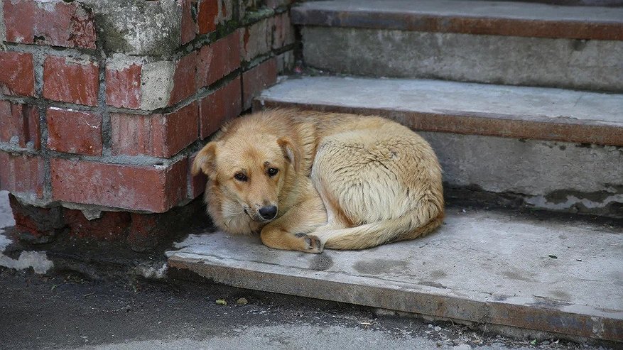 Главная картинка новости: В Новороссийске за год отловили 630 бродячих собак: как программа ОСВВ сокращает популяцию бездомных животных