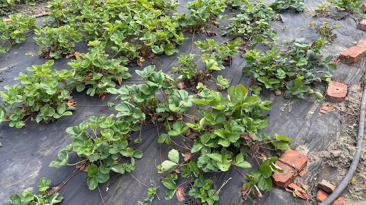 Главная картинка новости: Наелись сами и даже раздали всем своим соседям! Секретная подкормка для клубники