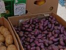 В Новороссийске продают лечебную фиолетовую картошку по 150 рублей за килограмм