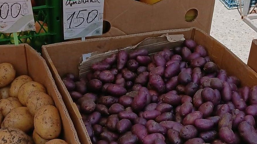 Главная картинка новости: В Новороссийске продают лечебную фиолетовую картошку по 150 рублей за килограмм