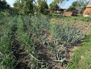 Луковицы выросли с кулак: чем подкормить лук в июле, чтобы собрать богатый урожай