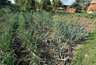 Миниатюра новости: Луковицы выросли с кулак: чем подкормить лук в июле, чтобы собрать богатый урожай