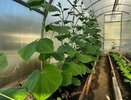 Корица и квас мощная защита от паутинного клеща: 2 дешевых и безопасных способа спасти огурцы