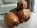 Луковица вырастит с два кулака: кормим лук в июле, и он отблагодарит богатым урожаем