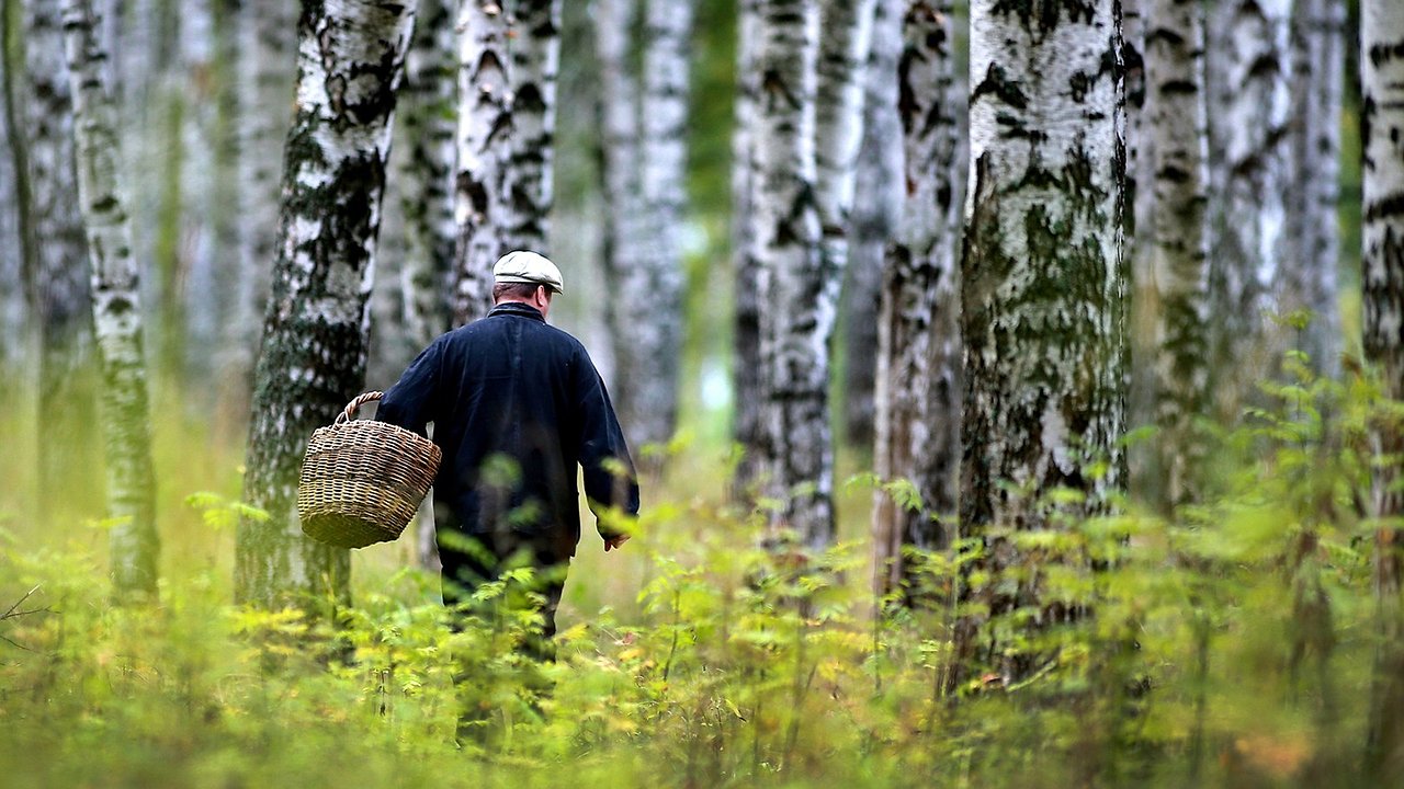 Главная картинка новости: Запомните раз и навсегда: в каких лесах грибы растут как на дрожжах