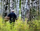 Запомните раз и навсегда: в каких лесах грибы растут как на дрожжах